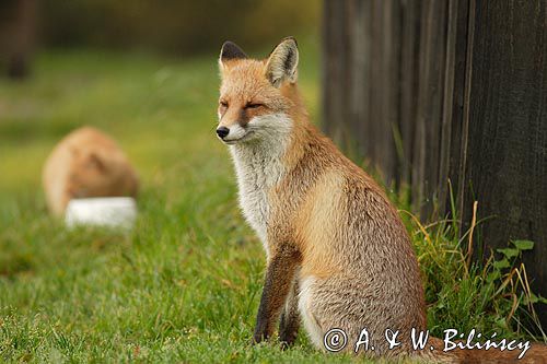 lis vulpes vulpes