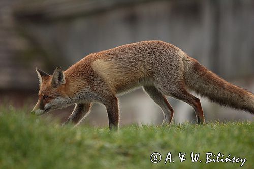 lis vulpes vulpes