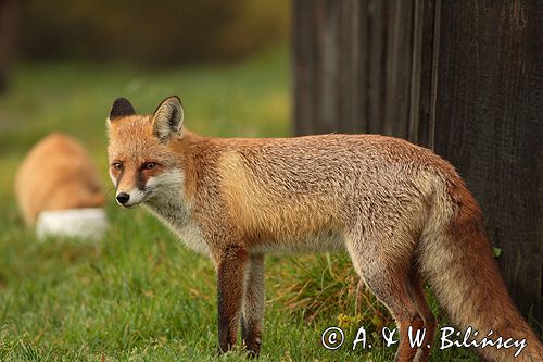 lis vulpes vulpes