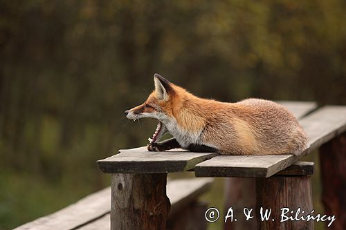 lis vulpes vulpes