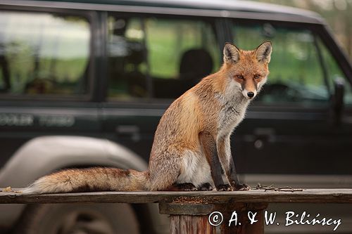 lis vulpes vulpes