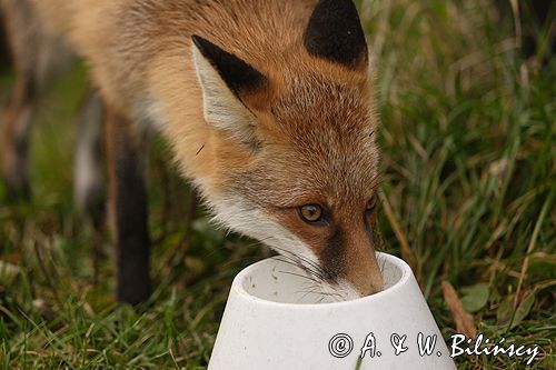 lis vulpes vulpes