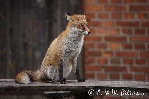 lis vulpes vulpes