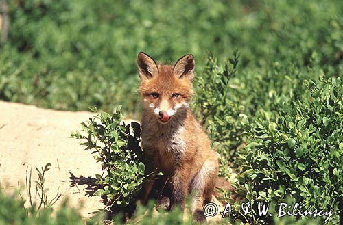 lisek przy norze, Vulpes vulpes