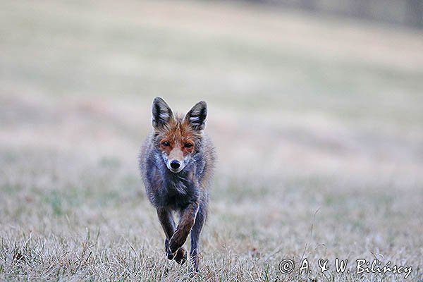 Lis, Vulpes vulpes