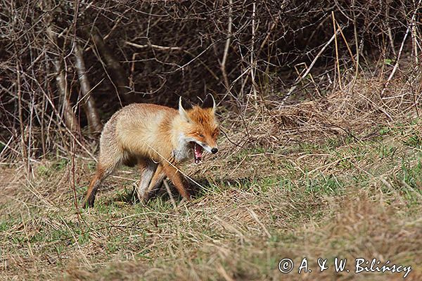 lis Vulpes vulpes, ziewający