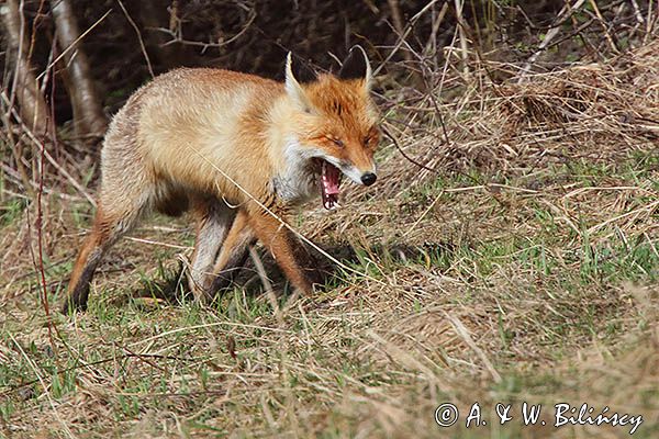 lis Vulpes vulpes, ziewający