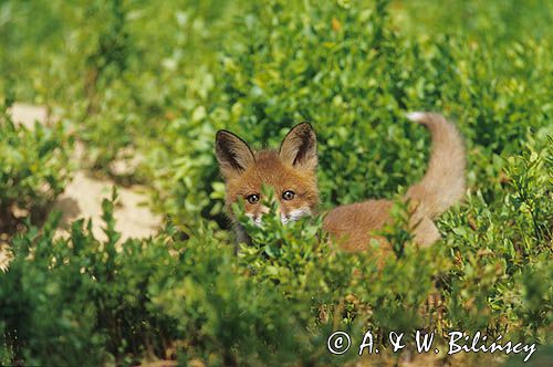 Lisek łac: Vulpes vulpes) chowający się pod domem