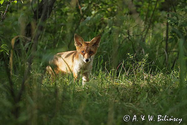 lis, Vulpes vulpes