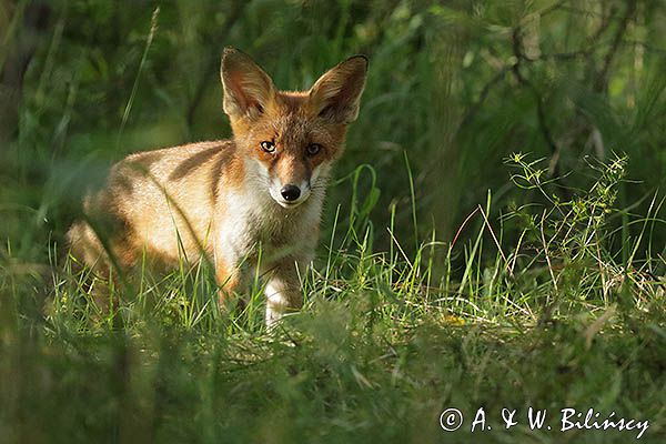 lis, Vulpes vulpes