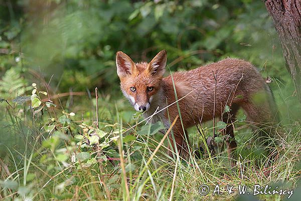 lis, Vulpes vulpes