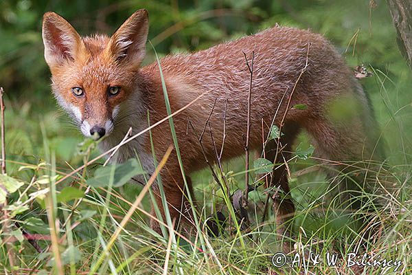 lis, Vulpes vulpes