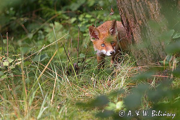 lis, Vulpes vulpes