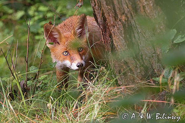 lis, Vulpes vulpes