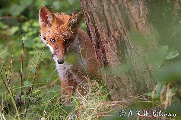 lis, Vulpes vulpes