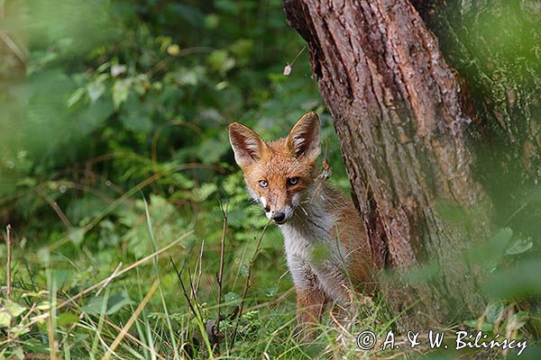 lis, Vulpes vulpes