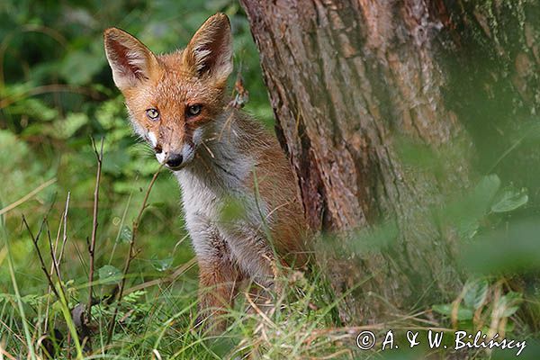 lis, Vulpes vulpes