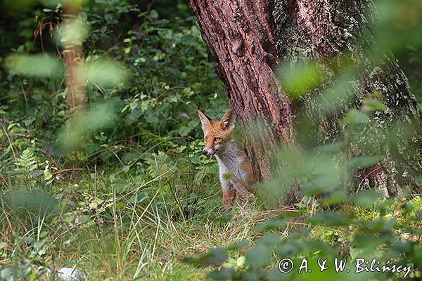 lis, Vulpes vulpes