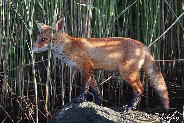 lis, Vulpes vulpes