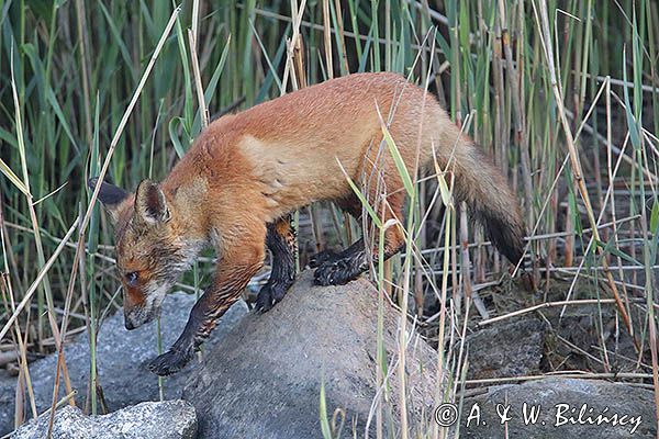 lis, Vulpes vulpes