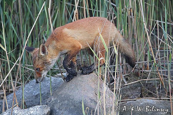 lis, Vulpes vulpes