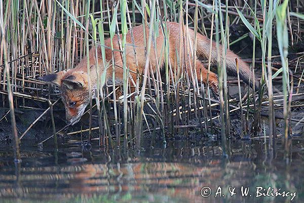 lis, Vulpes vulpes