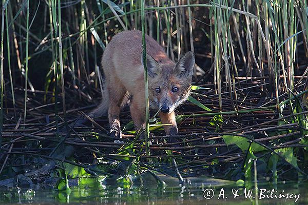 lis, Vulpes vulpes