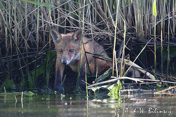 lis, Vulpes vulpes