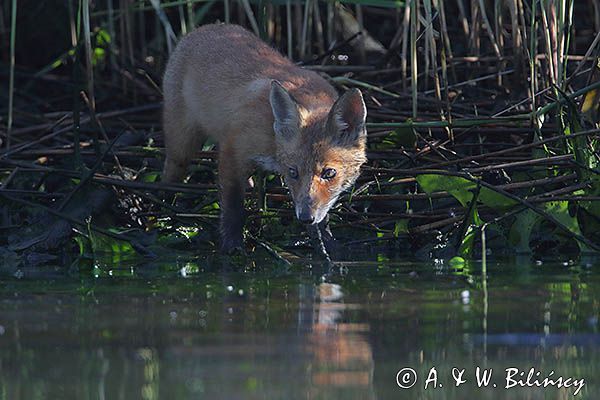 lis, Vulpes vulpes