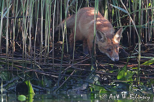 lis, Vulpes vulpes