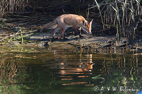 lis, Vulpes vulpes