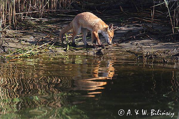 lis, Vulpes vulpes