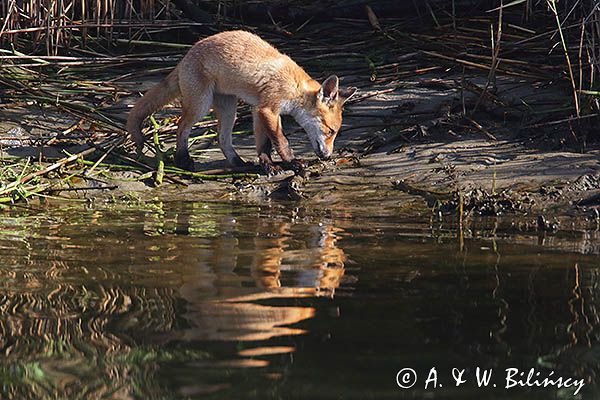 lis, Vulpes vulpes