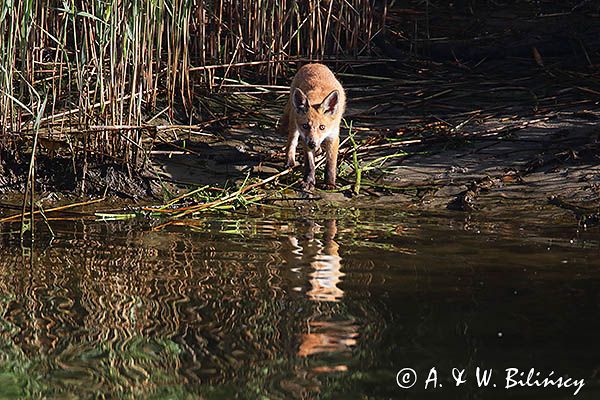 lis, Vulpes vulpes