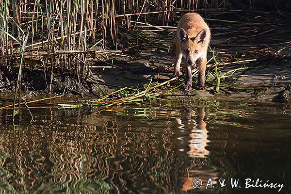 lis, Vulpes vulpes