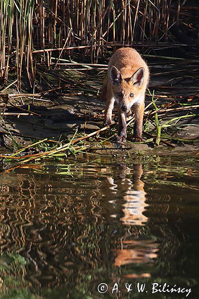 lis, Vulpes vulpes