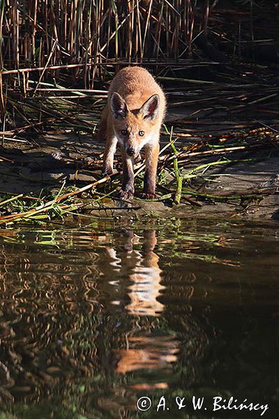 lis, Vulpes vulpes