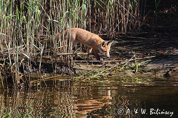 lis, Vulpes vulpes