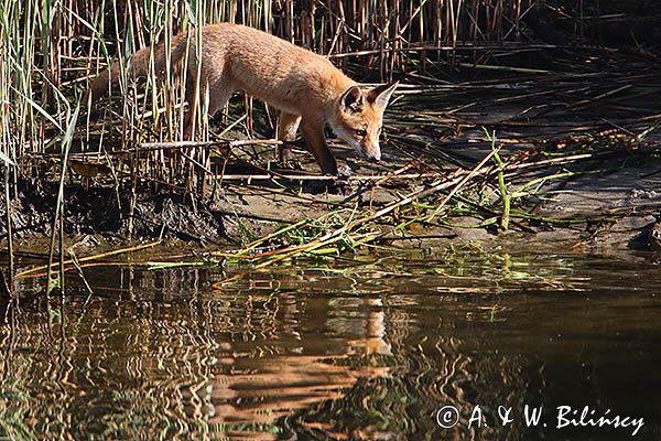 lis, Vulpes vulpes