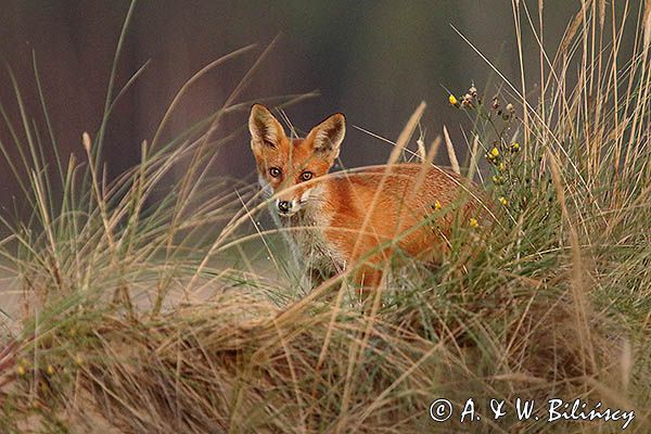 lis, Vulpes vulpes