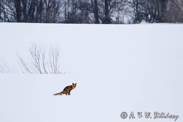 lis Vulpes vulpes