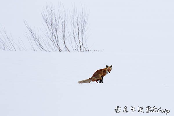 lis Vulpes vulpes