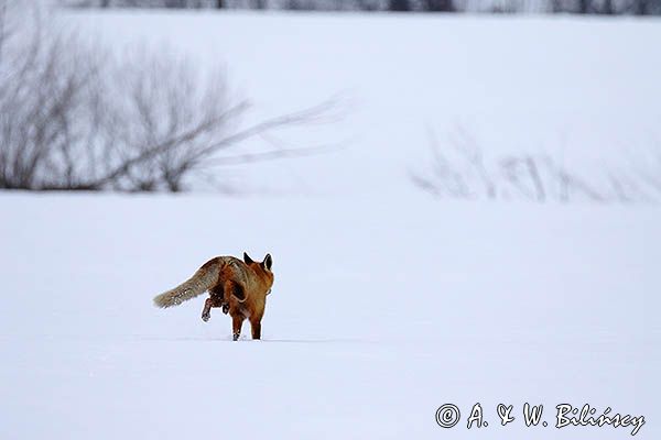 lis Vulpes vulpes