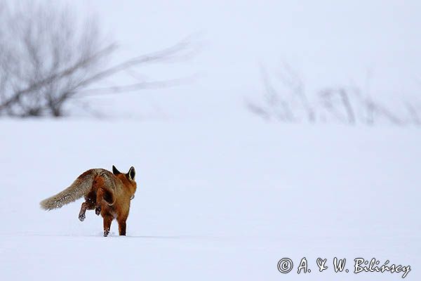lis Vulpes vulpes