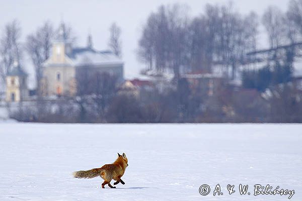 lis Vulpes vulpes, kościół w Odrzechowej, Beskid Niski