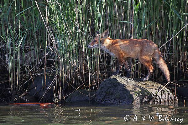 lis, Vulpes vulpes