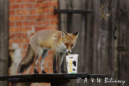 lis vulpes vulpes