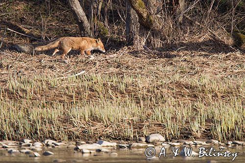 lis, vulpes vilpes