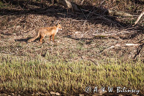 lis, vulpes vilpes