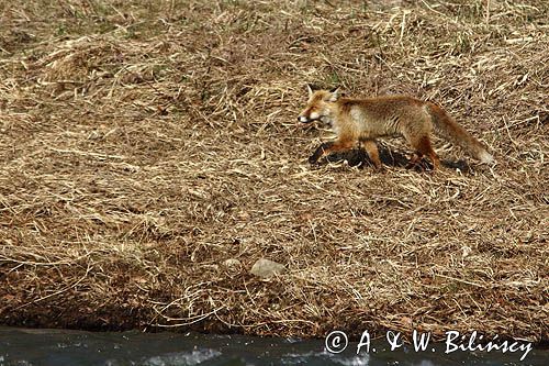 Lis. Fox, Vulpes vulpes fot A&W Bilińscy fotografia przyrodnicza